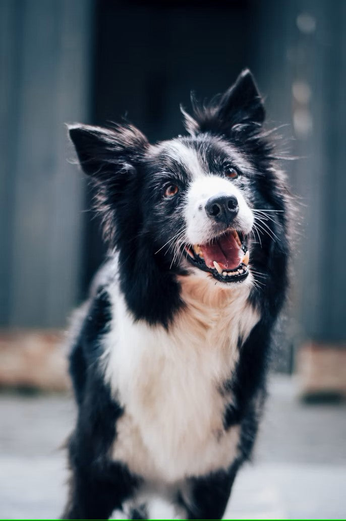 Is Your Dog’s Dry Food Missing Key Nutrients?