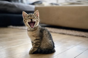 Taurine for Cats: Why It’s Essential for Heart, Vision & Overall Health