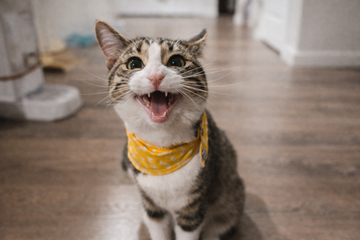 Omega 3 for Cats: Skin, Coat and Whole-Body Support