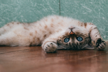 Glucosamine for Cats: Joint and Mobility Support