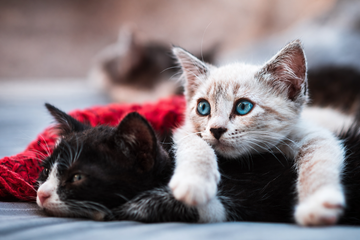 MSM for Cats: Joint Comfort and Mobility Support