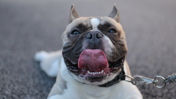 Fulvic Acid for Dogs: The Mineral-Rich Compound That Supports Absorption, Hydration, and Energy