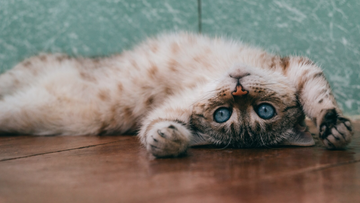 Glucosamine for Cats: Joint and Mobility Support