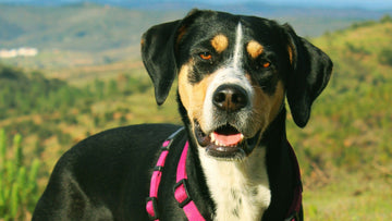 How to Build a Smarter Bowl: Small Changes That Make a Big Difference