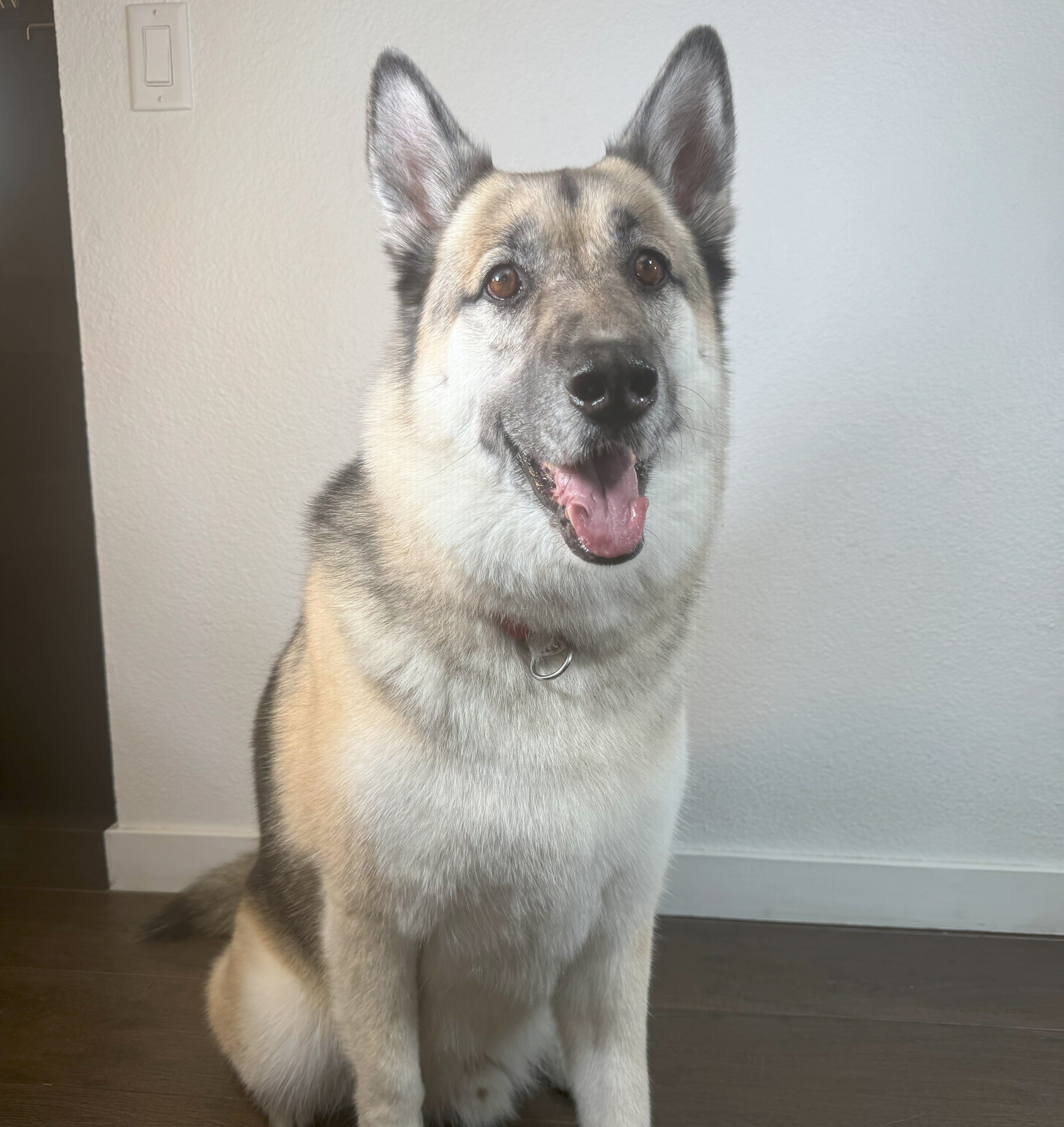 MSM for Dogs: Why This Natural Sulfur Compound Does More Than You Think