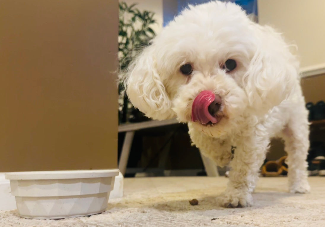 Glucosamine for Dogs: The Secret to Happy Joints and Longer Walks