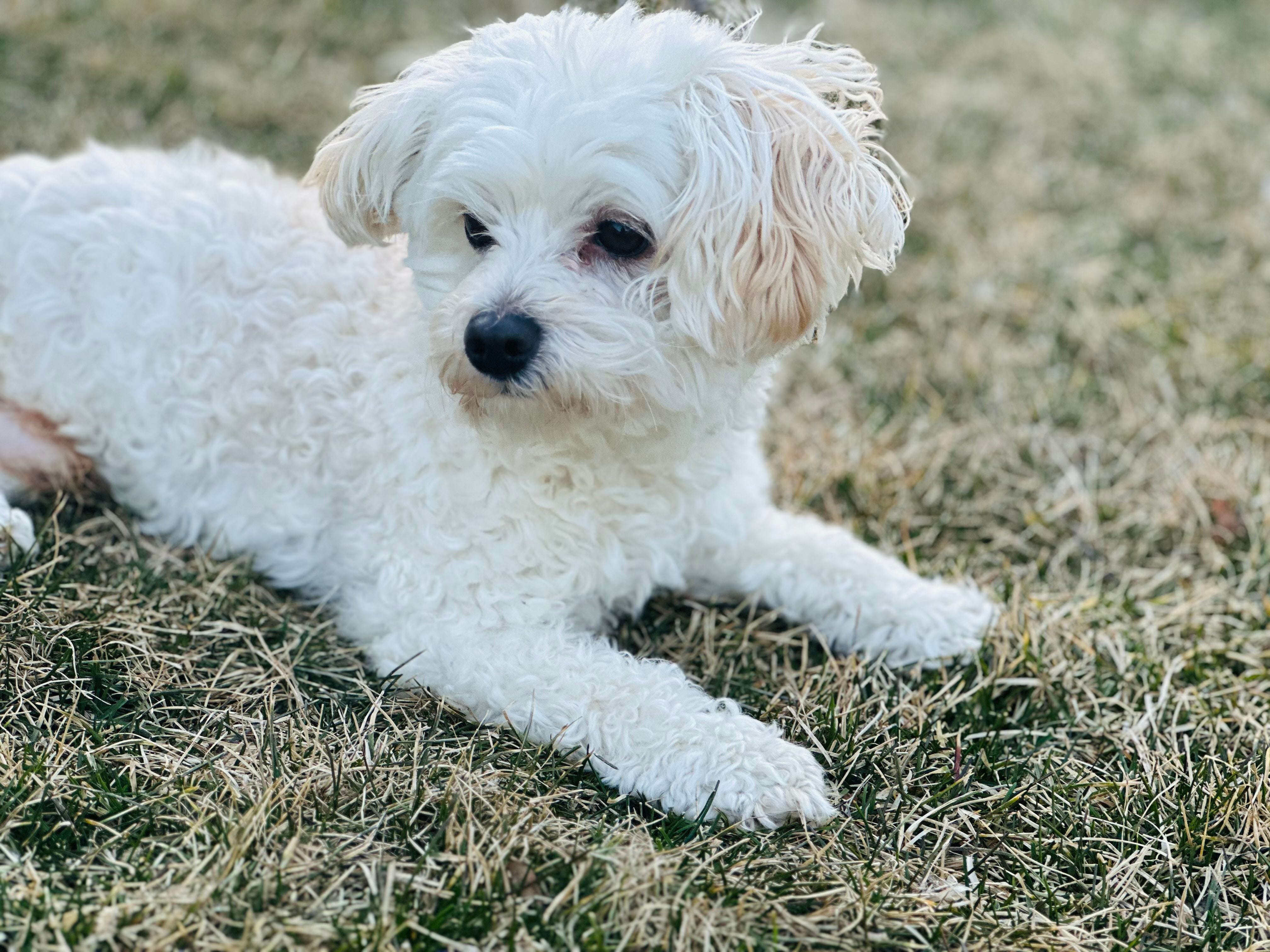 Is Aloe Vera Safe for Dogs? What to Know About Aloe Leaf Juice in Pet Supplements