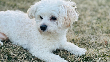 Is Aloe Vera Safe for Dogs? What to Know About Aloe Leaf Juice in Pet Supplements