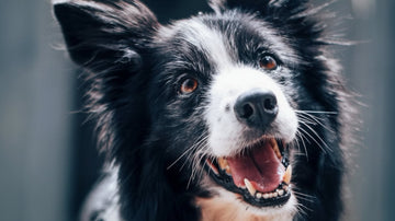 Is Your Dog’s Dry Food Missing Key Nutrients?