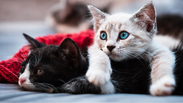 MSM for Cats: Joint Comfort and Mobility Support