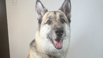 MSM for Dogs: Why This Natural Sulfur Compound Does More Than You Think