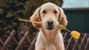 Marine Microalgae for Dogs: A Plant-Based Source of Omega-3s with Big Benefits