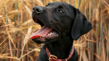 Mushroom Extracts for Dogs: Nature’s Secret for Immunity and Vitality