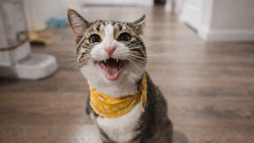 Omega 3 for Cats: Skin, Coat and Whole-Body Support