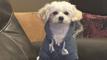 Omega 3 for Dogs: Why These Healthy Fats Matter More Than You Think