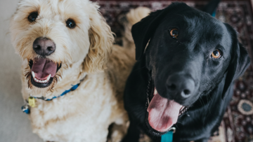 Real Food Ingredients That Do More Than Flavor: Why Dogs Love Our Gravy Supplement