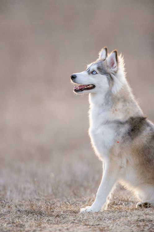 Probiotics for Dogs: Why Gut Health Matters More Than You Think