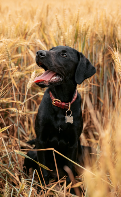 Mushroom Extracts for Dogs: Nature’s Secret for Immunity and Vitality