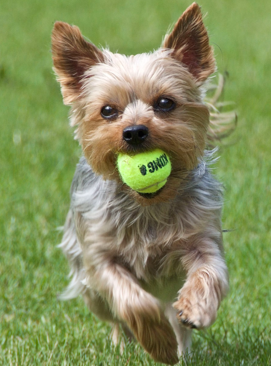 Taurine for Dogs: Why This Essential Nutrient Supports More Than Just the Heart