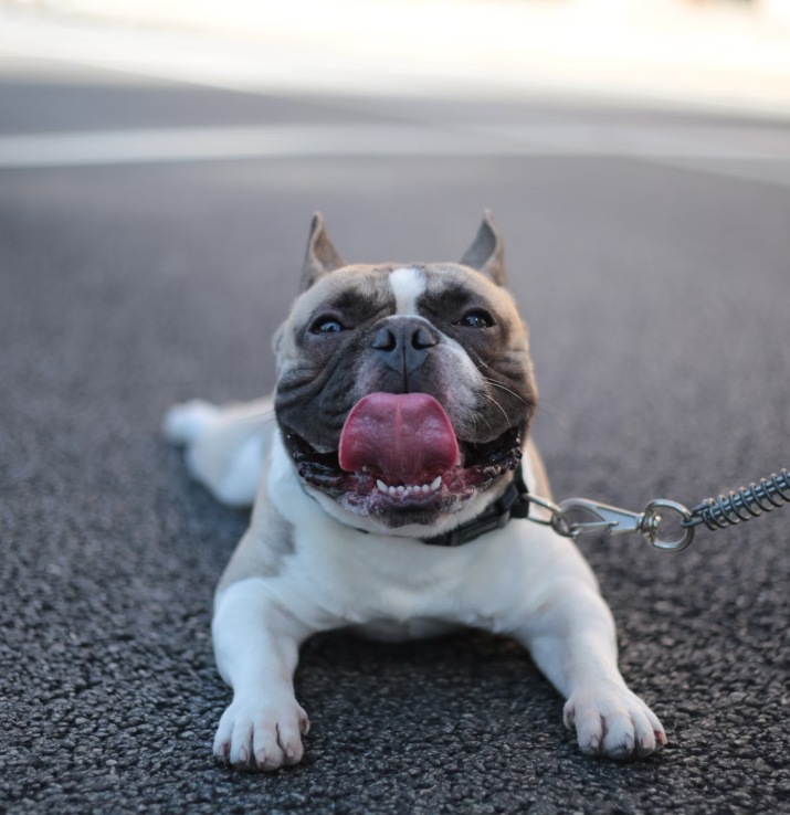 Fulvic Acid for Dogs: The Mineral-Rich Compound That Supports Absorption, Hydration, and Energy