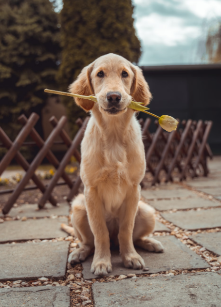 Marine Microalgae for Dogs: A Plant-Based Source of Omega-3s with Big Benefits