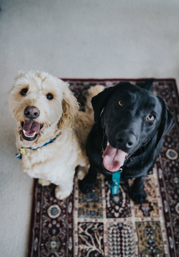 Real Food Ingredients That Do More Than Flavor: Why Dogs Love Our Gravy Supplement