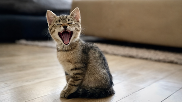 Taurine for Cats: Why It's Essential for Heart, Vision & Overall Health