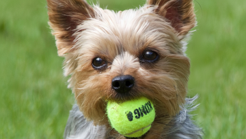 Taurine for Dogs: Why This Essential Nutrient Supports More Than Just the Heart