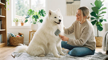 Biotin for Dogs: The B Vitamin Behind Healthy Skin and a Shiny Coat