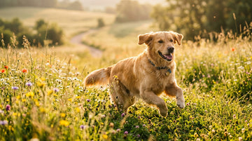 Collagen for Dogs: How It Supports Joints, Skin, and Gut Health