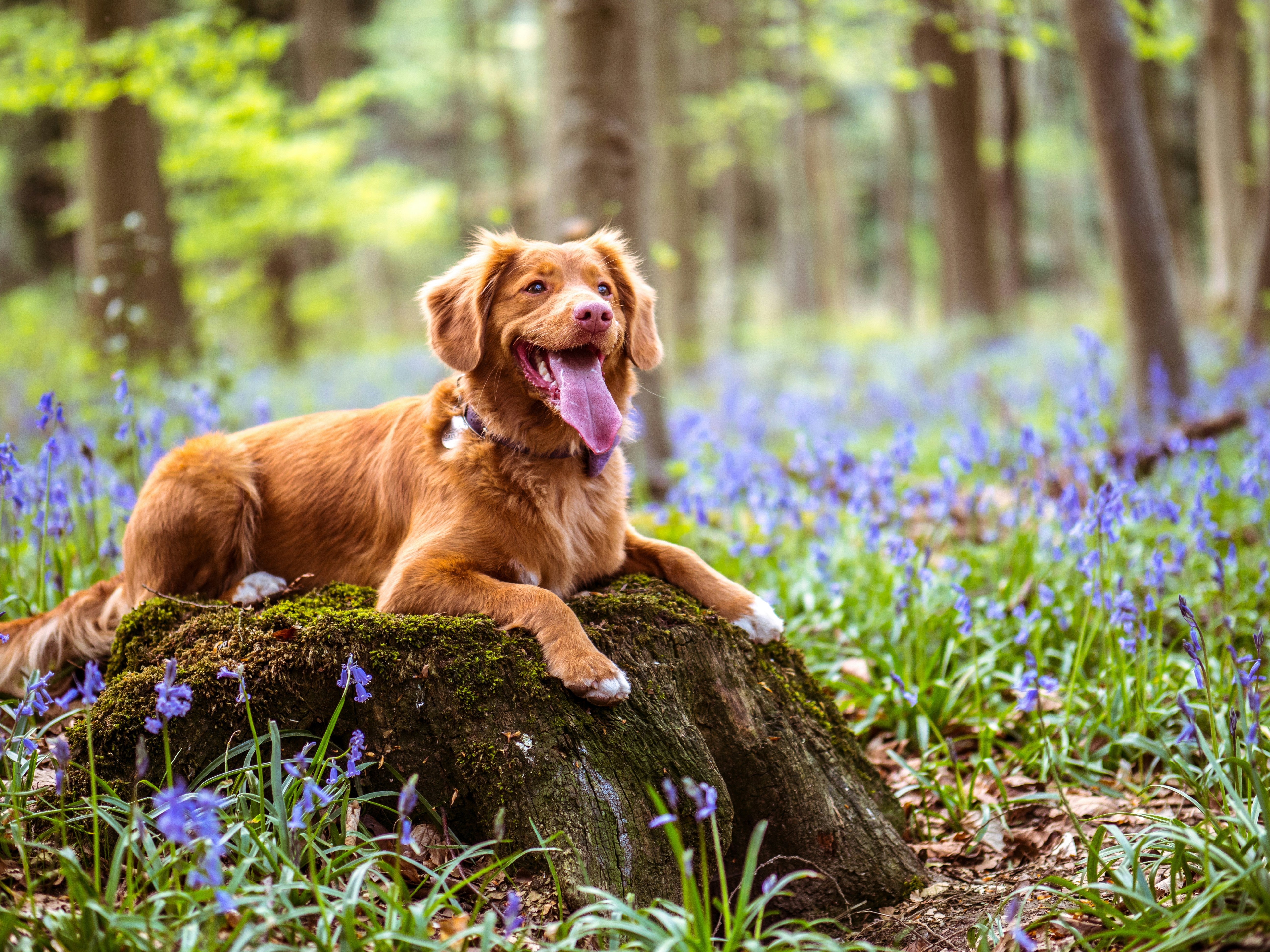 How to Create a Balanced Mealtime Routine for Your Dog