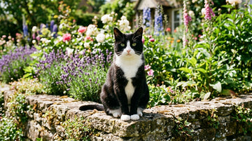 L-Lysine for Cats: Immune Support Beyond the Basics