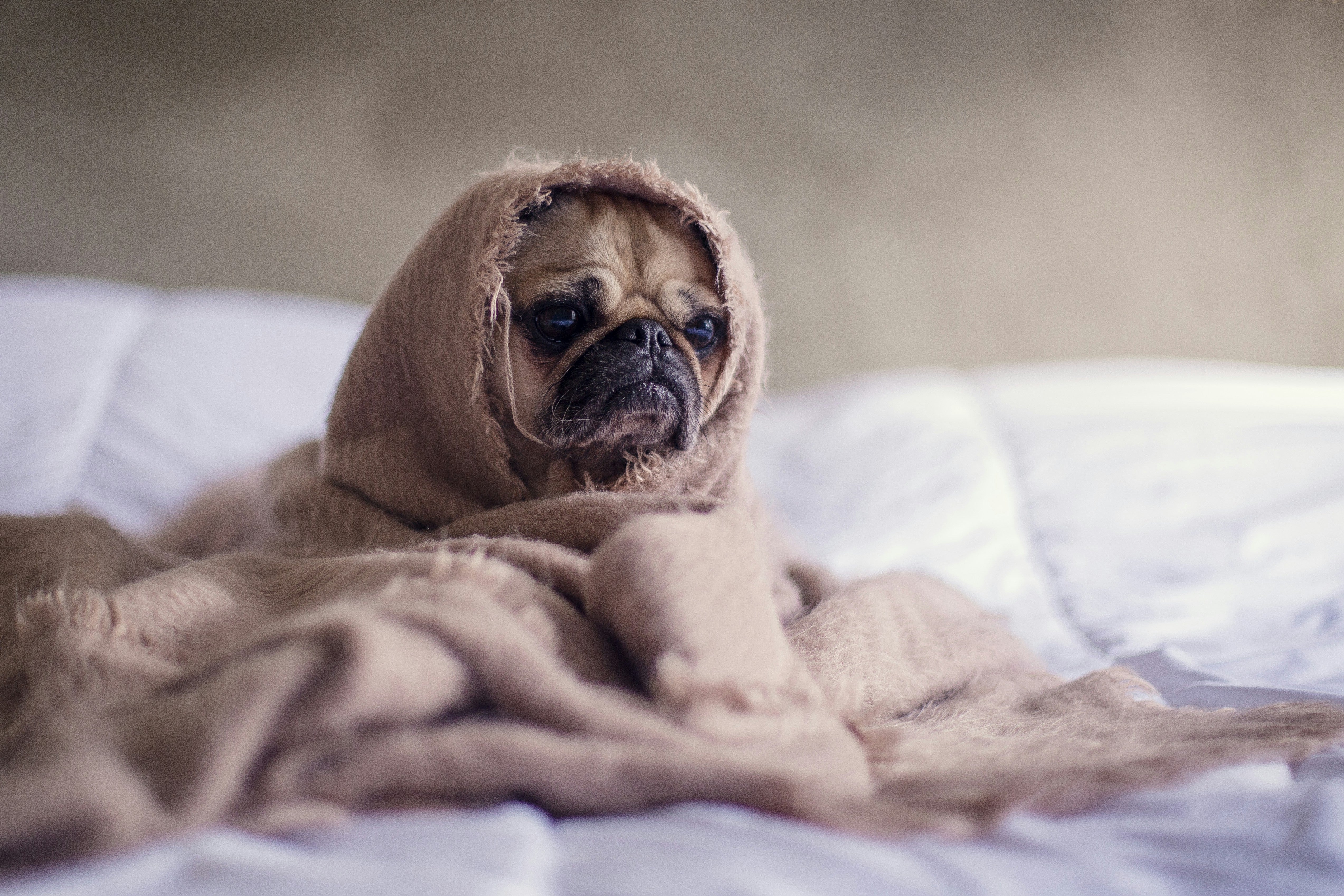 Why Daily Exercise Is a Game-Changer for Your Dog’s Health