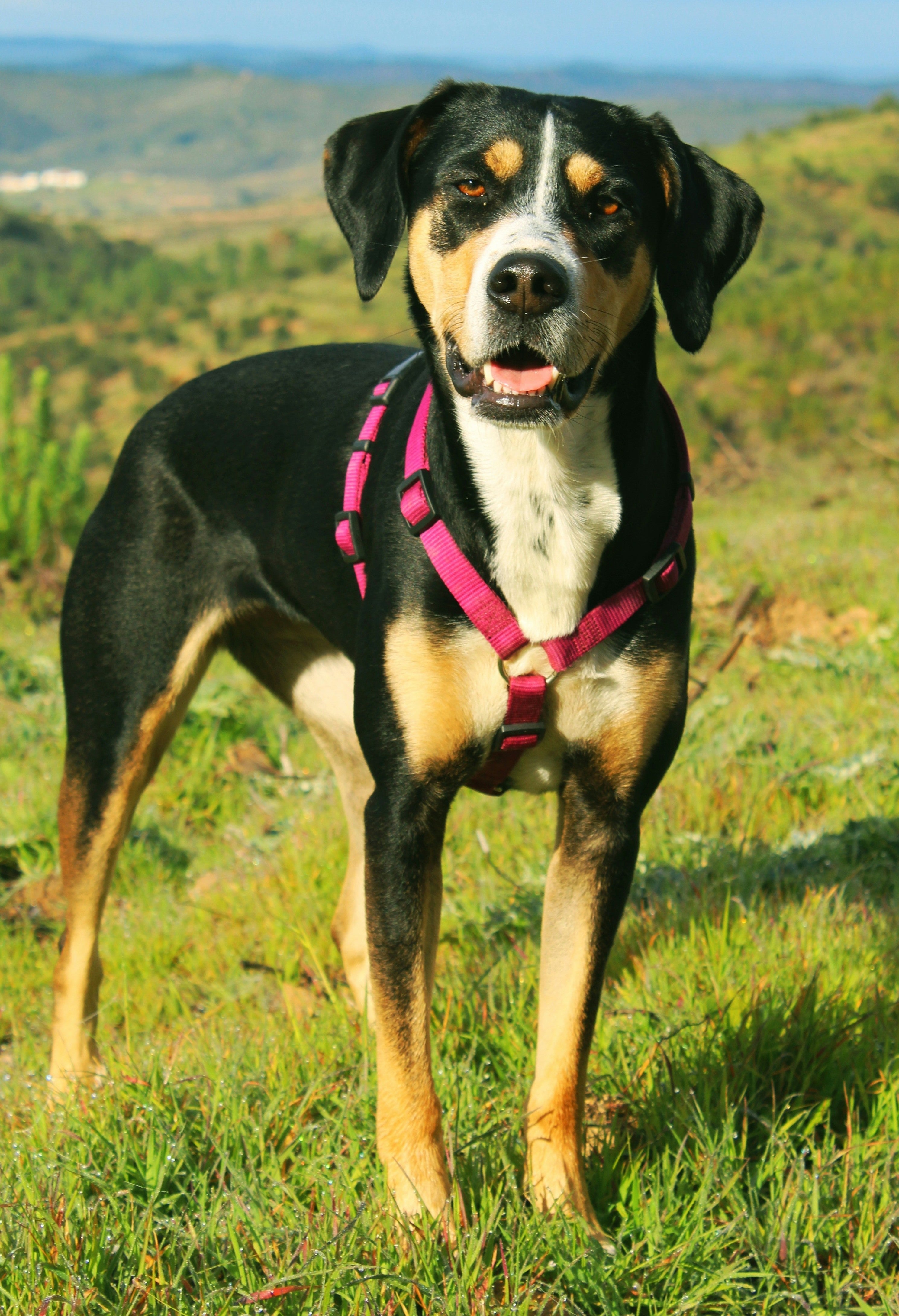 How to Build a Smarter Bowl: Small Changes That Make a Big Difference