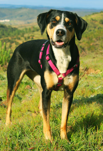 How to Build a Smarter Bowl: Small Changes That Make a Big Difference