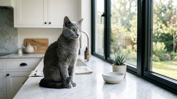 Probiotics for Cats: How Gut Health Supports Immunity and Digestion