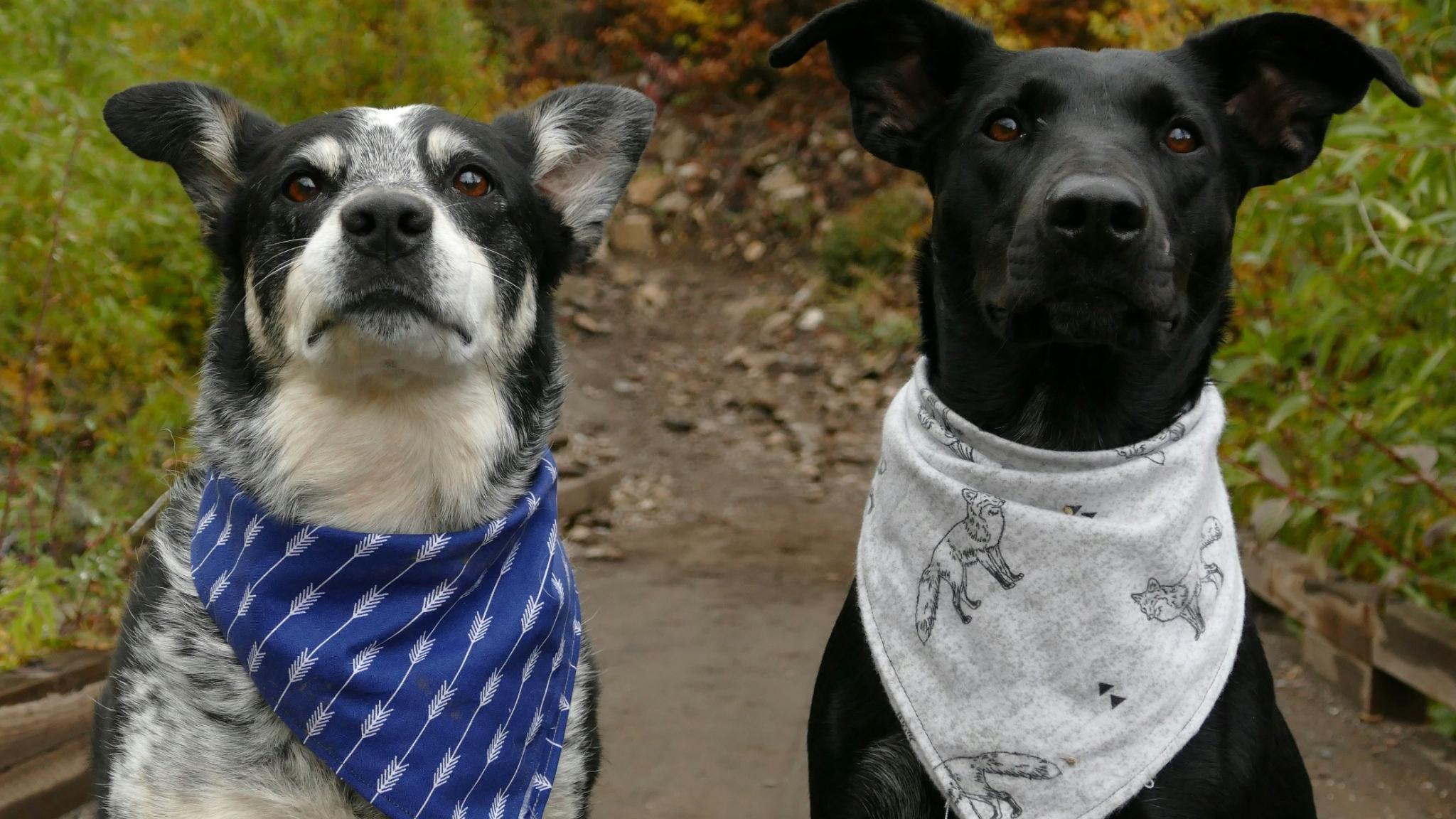 Why Daily Exercise Is a Game-Changer for Your Dog’s Health