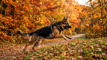 How to Strengthen Your Dog's Immune System Through Diet and Supplements