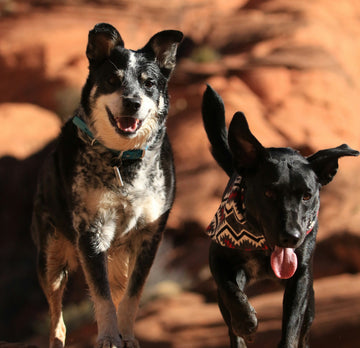 Why Long-Term Supplementation Matters for Your Dog’s Health