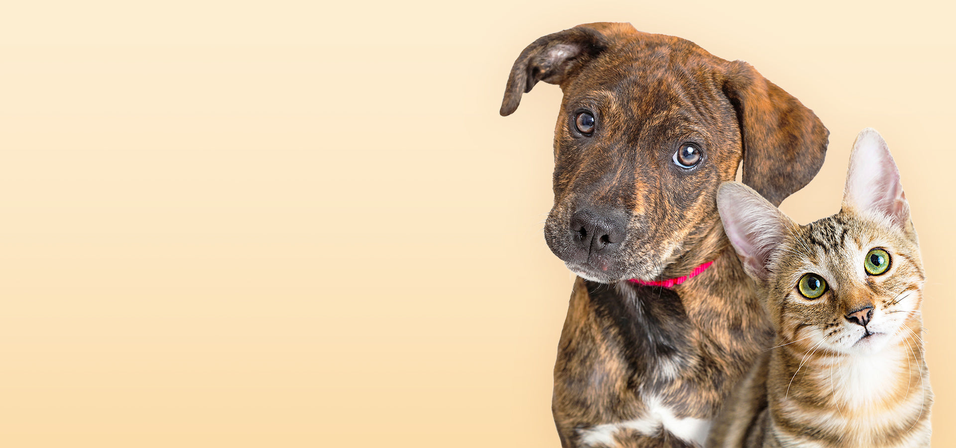 slider image 1621243260e1af0c20-0